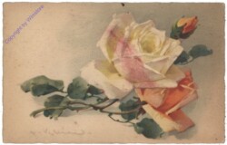 Rose (gelb)