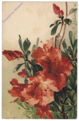 Rose (rot)