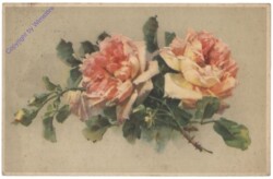 Rose (rosa)