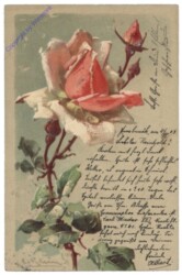 Rose (rot)