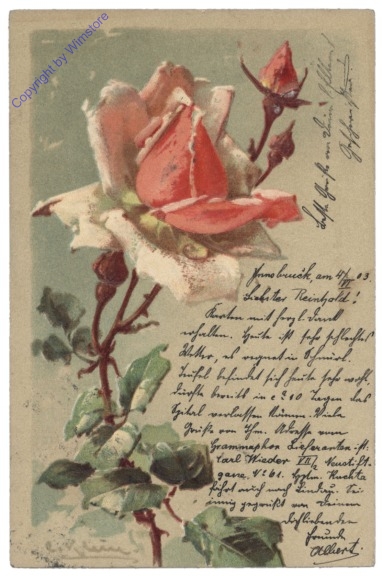 Rose (rot)