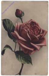 Rose (rot)