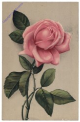 Rose (rosa)