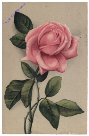 Rose (rosa)