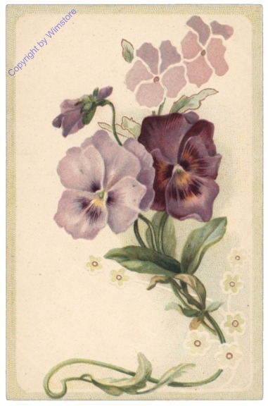 Stiefmütterchen (violett)