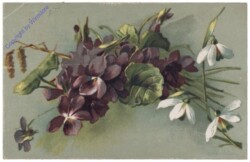 Stiefmütterchen (violett)