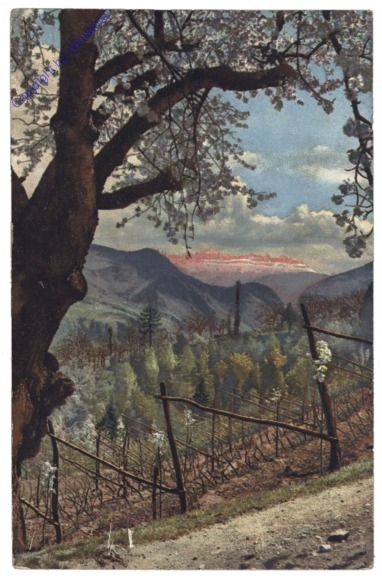 Obstblüte in Tirol