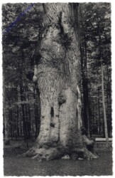 Kellenhusen, Kroneiche