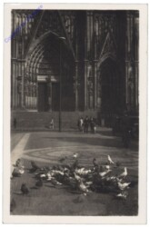 Köln, Domtauben