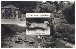 Harztor, Gruss vom Netzkater