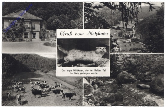 Harztor, Gruss vom Netzkater