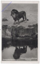 Zoologischer Garten Berlin, Mähnenlöwe auf der gitterlosen Freianlage