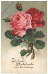 Rosen, Geburtstag
