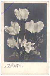 Blumen, Geburtstag