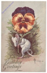 Maus mit Stiefmütterchen, Geburtstag