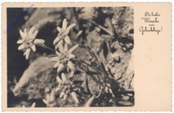 Edelweiss, Geburtstag