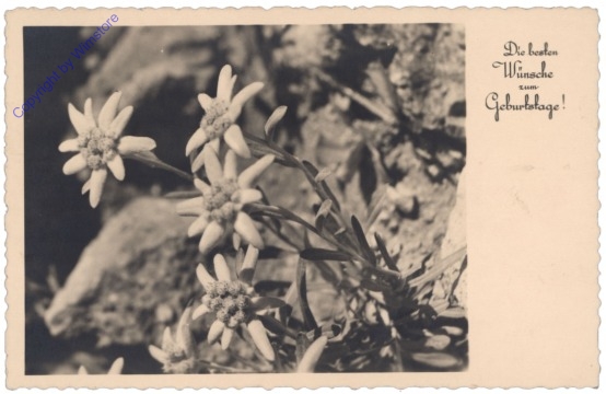ak128266 Edelweiss, Geburtstag