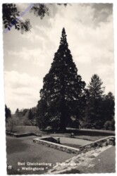 Bad Gleichenberg, Wellingtonia