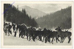 Mürzsteg, Hirschfütterung