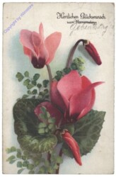 Alpenveilchen, Namenstag