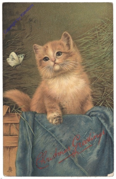 Katze mit Schmetterling