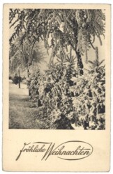 Verschneites Gebüsch