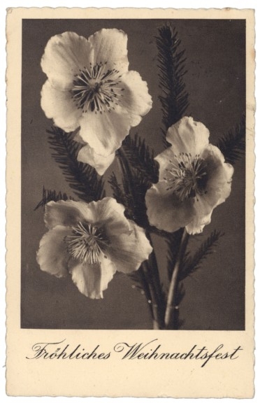 Christrose