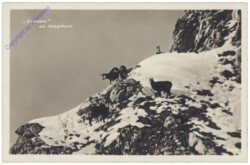 Oberstdorf, Gemsen am Nebelhorn