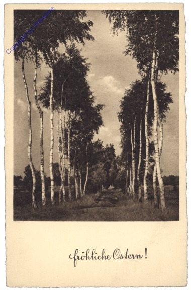 Birkenallee