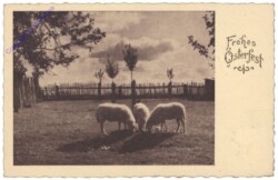 Schafe auf der Weide