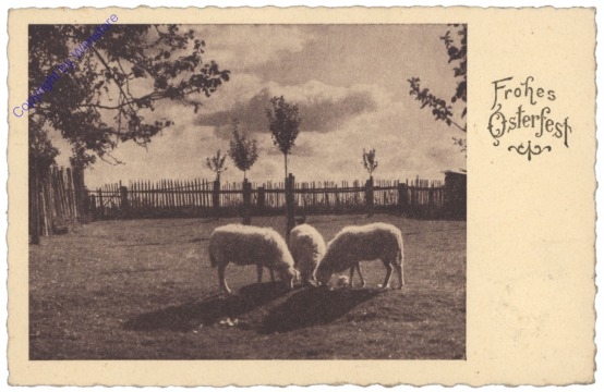 Schafe auf der Weide