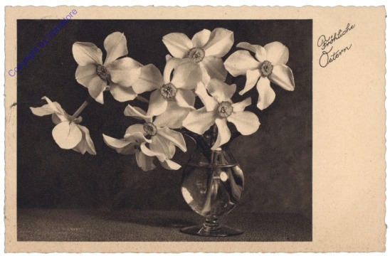 ak135629 Narzissen in Vase