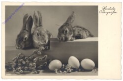Osterhasen mit Eiern