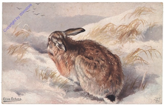 Hase