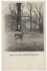 ak139120 Wien 13, Gruss aus dem Lainzer Tiergarten