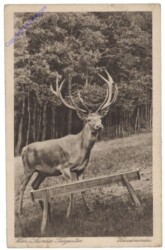 Wien 13, Lainzer Tiergarten, Vierzehnender