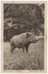 Wien 13, Lainzer Tiergarten, Wildschwein/Eber