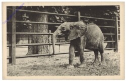 Wien 13, Schönbrunn, Menagerie, Afrikanischer Elefant