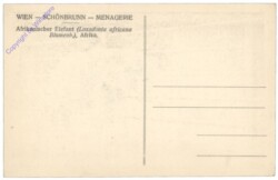 Wien 13, Schönbrunn, Menagerie, Afrikanischer Elefant