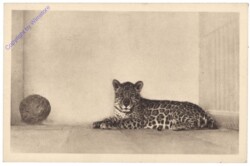 Wien 13, Schönbrunn, Menagerie, Jaguar