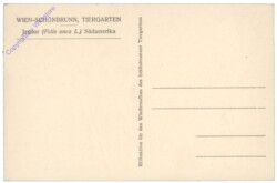 Wien 13, Schönbrunn, Menagerie, Jaguar