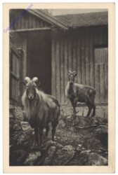 Wien 13, Schönbrunn, Menagerie, Tharziege