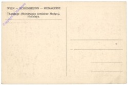 Wien 13, Schönbrunn, Menagerie, Tharziege