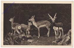 Wien 13, Schönbrunn, Menagerie, Hirschziegenantilope