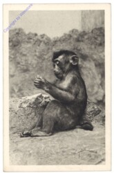 Wien 13, Schönbrunn, Menagerie, Schweinsaffe