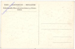 Wien 13, Schönbrunn, Menagerie, Schweinsaffe