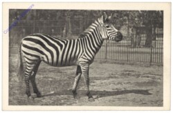 Wien 13, Schönbrunn, Menagerie, Zebra