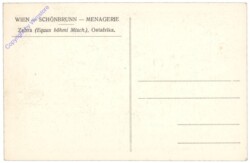 Wien 13, Schönbrunn, Menagerie, Zebra