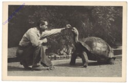 Wien 13, Schönbrunn, Menagerie, Elephantenschildkröte