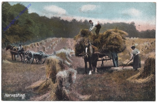London, Harvesting